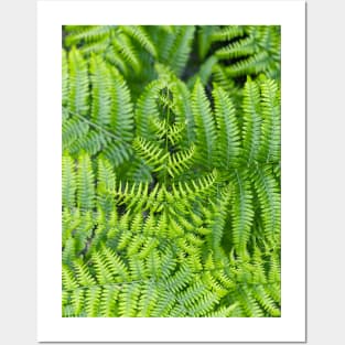 Ferns Posters and Art